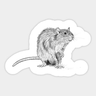 Rat scientific nature black ink pen drawing illustration Sticker